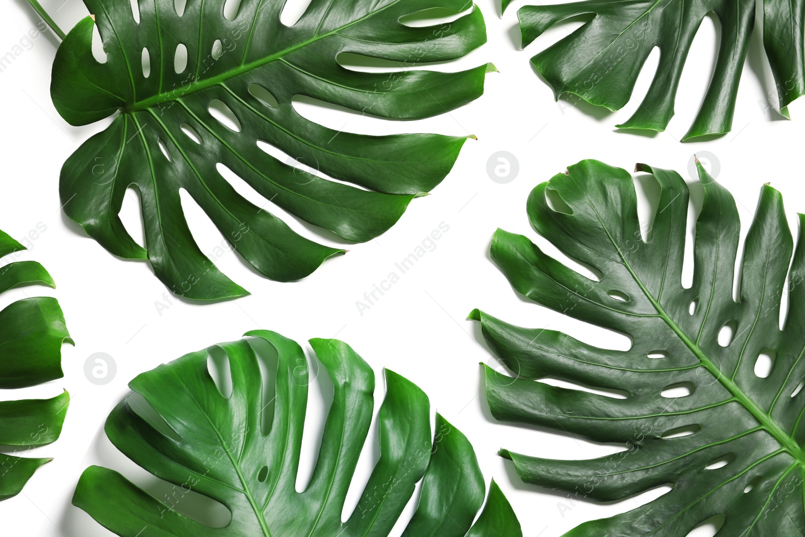 Photo of Green fresh monstera leaves on white background, top view. Tropical plant