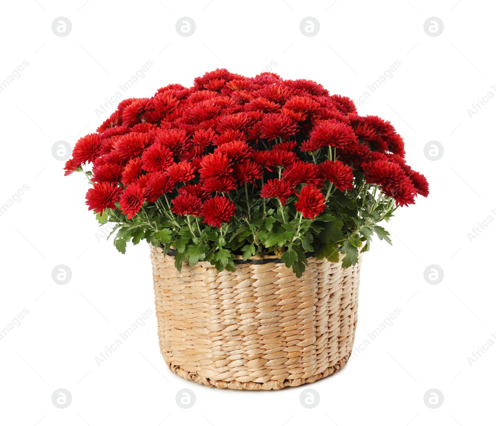 Photo of Beautiful chrysanthemum flowers in wicker pot on white background