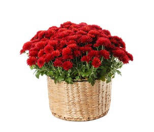 Photo of Beautiful chrysanthemum flowers in wicker pot on white background