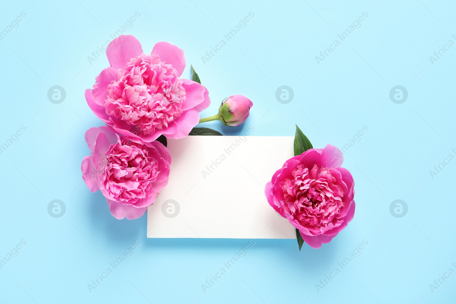 Photo of Fresh peonies and empty card on color background, flat lay with space for text