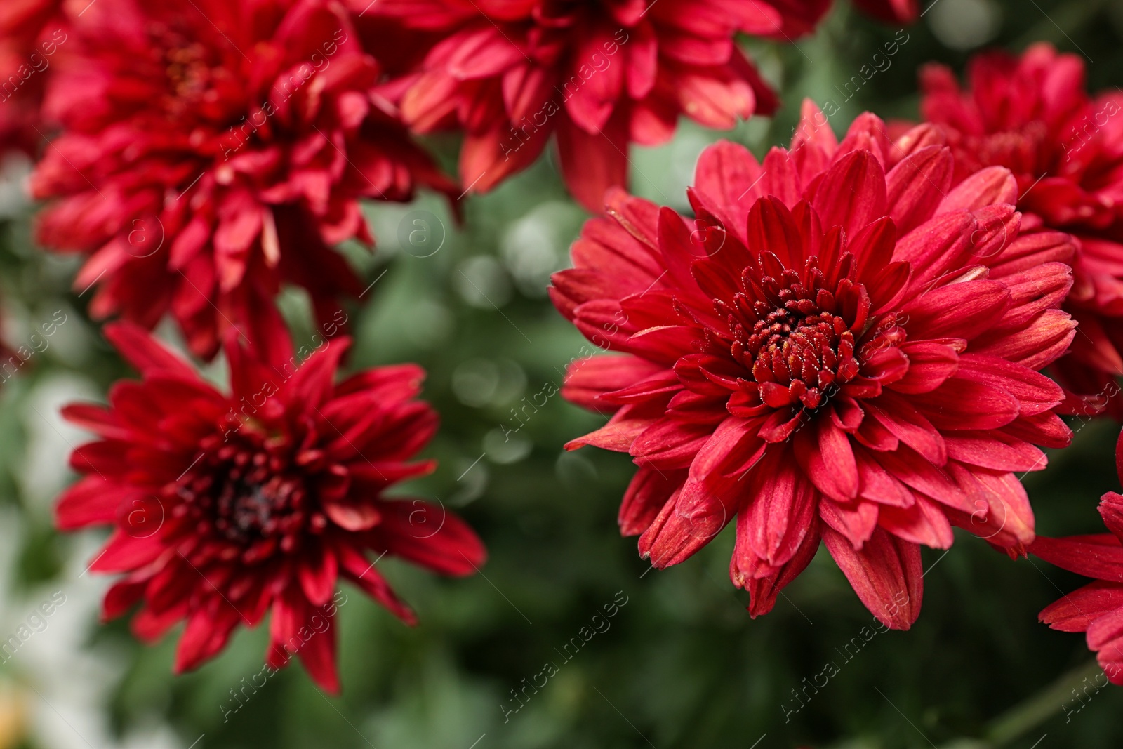 Photo of Beautiful red chrysanthemum flowers with leaves, closeup