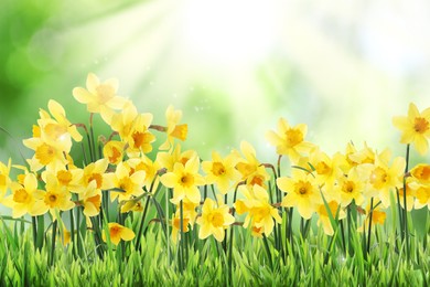 Image of Beautiful blooming yellow daffodils outdoors on sunny day