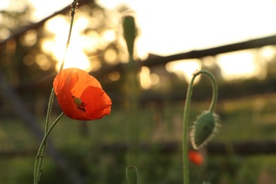 Photo of Beautiful blooming red poppy outdoors in morning, closeup. Space for text