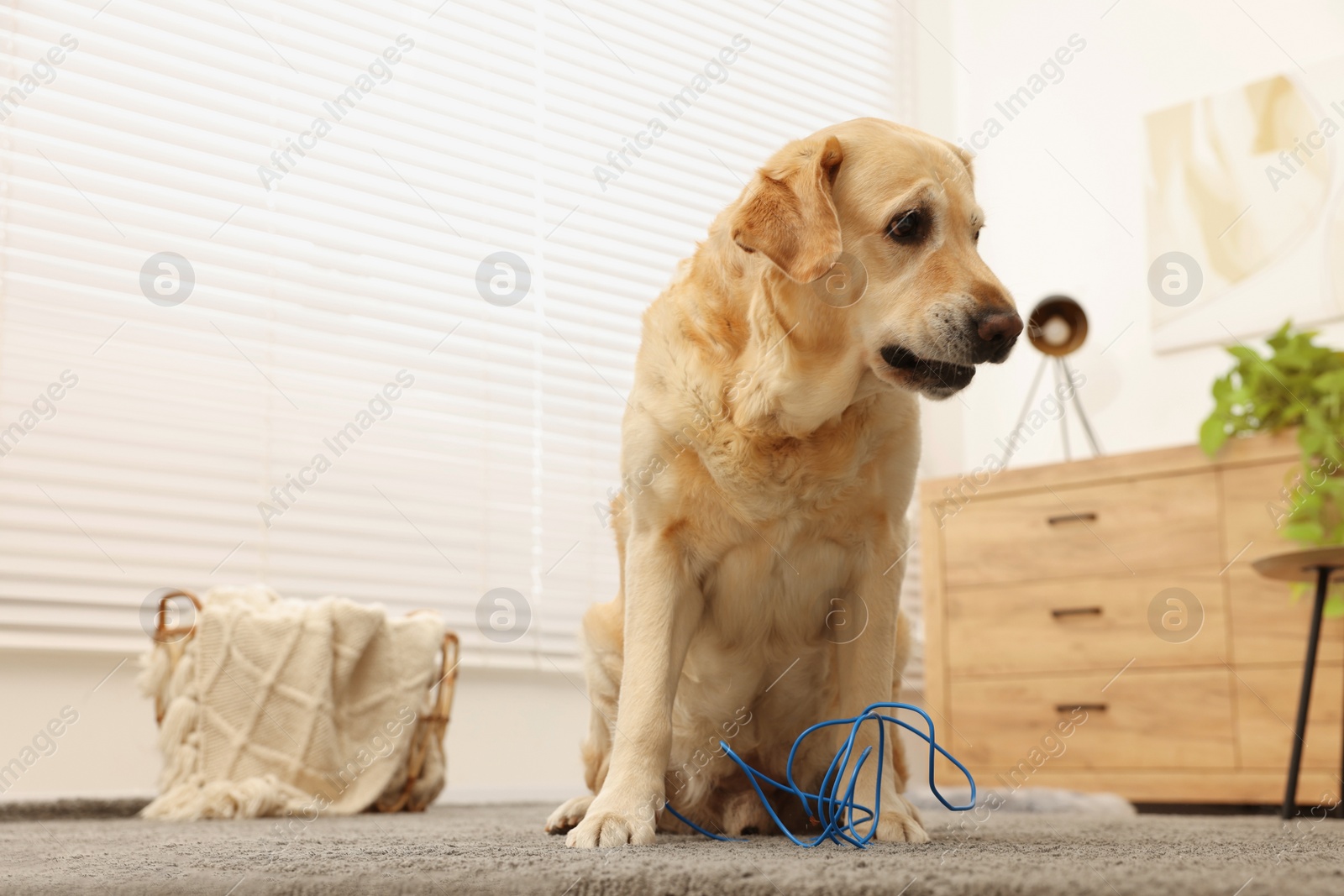 Photo of Naughty Labrador Retriever dog near damaged electrical wire at home. Space for text