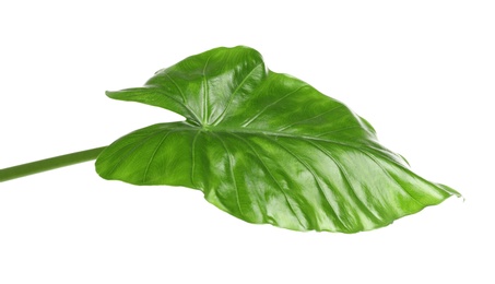 Photo of Beautiful tropical Taro plant leaf on white background