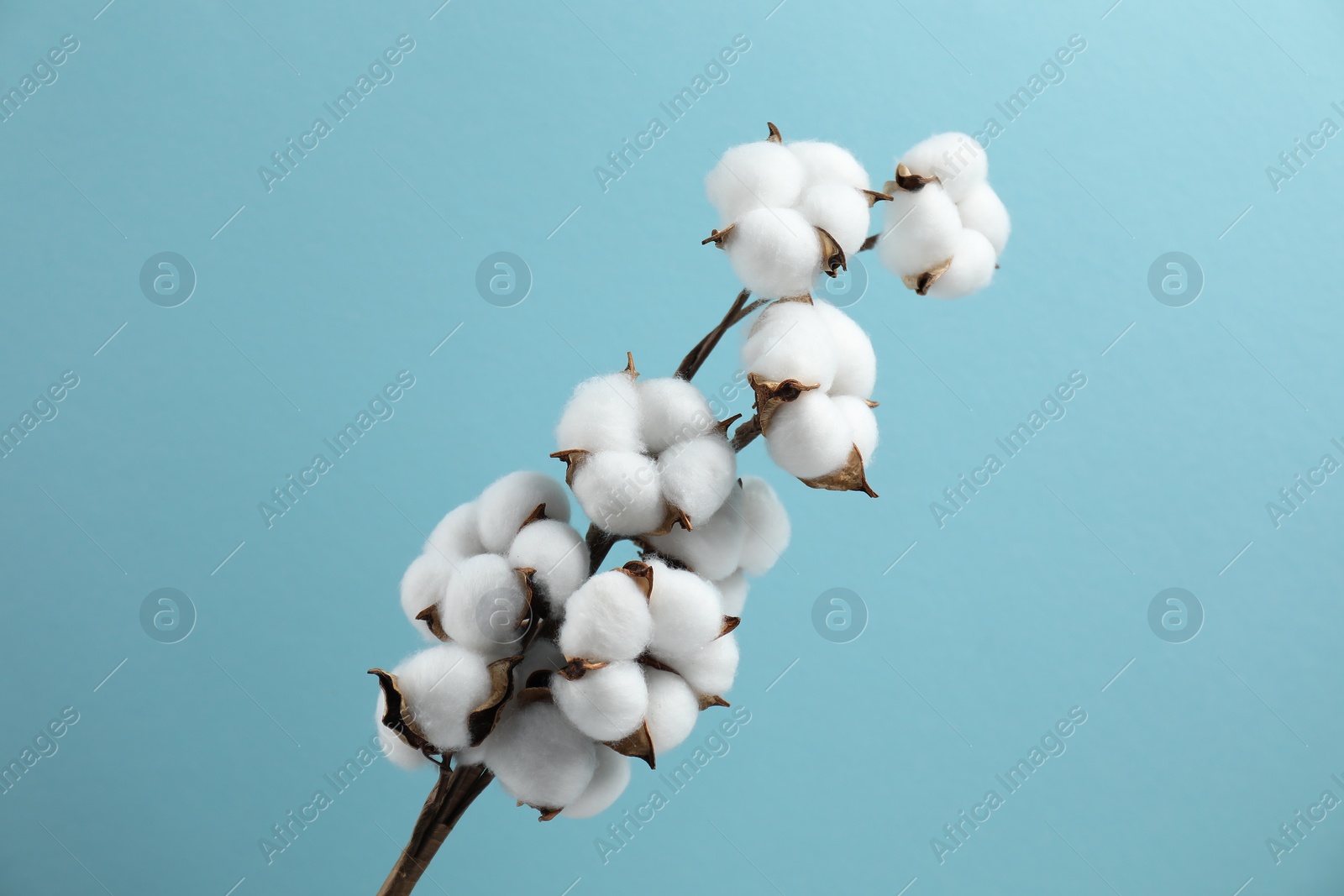 Photo of Beautiful cotton branch with fluffy flowers on light blue background