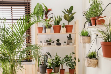 Photo of Stylish room interior with different home plants