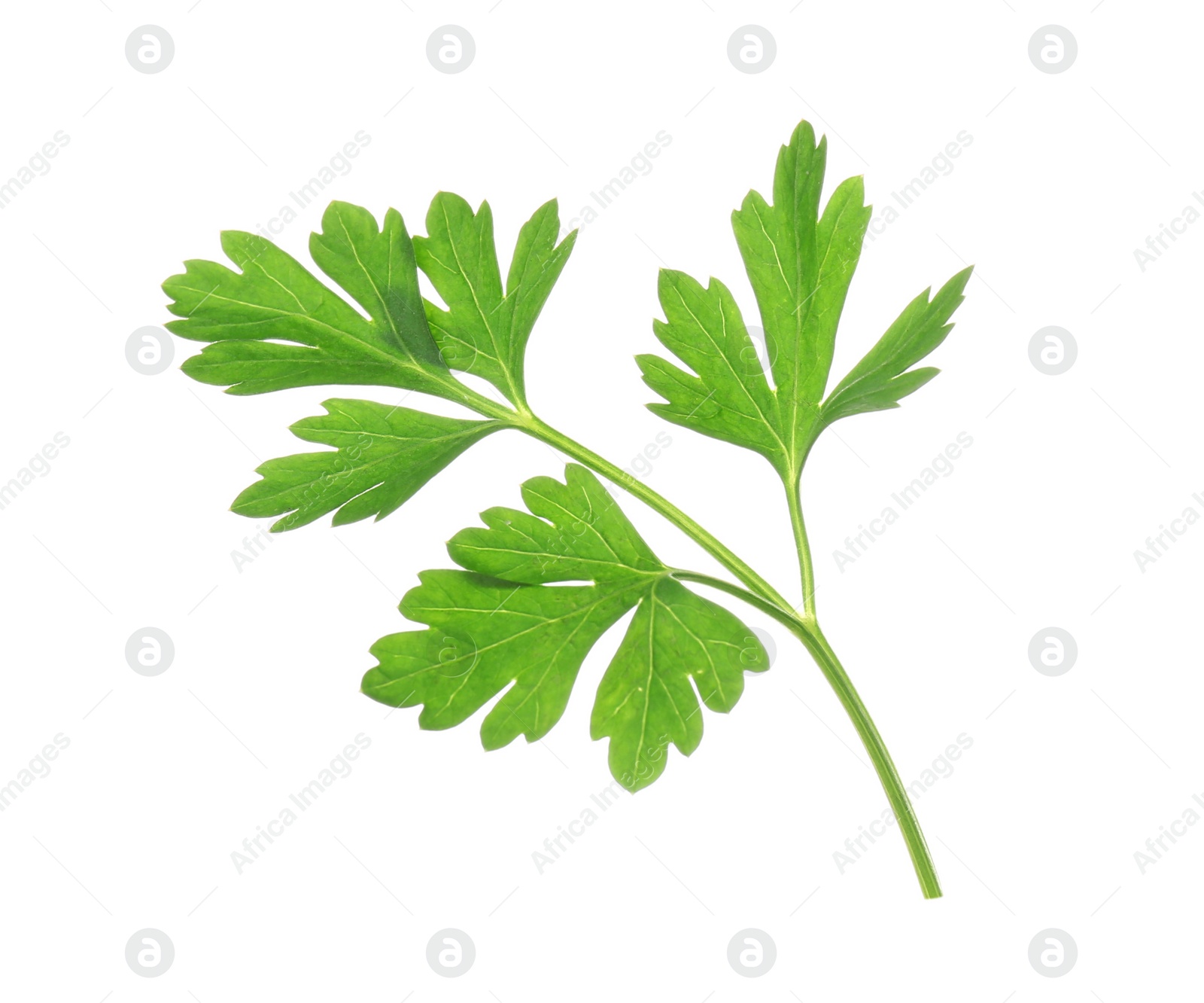 Photo of Leaves of fresh tasty parsley on white background, top view