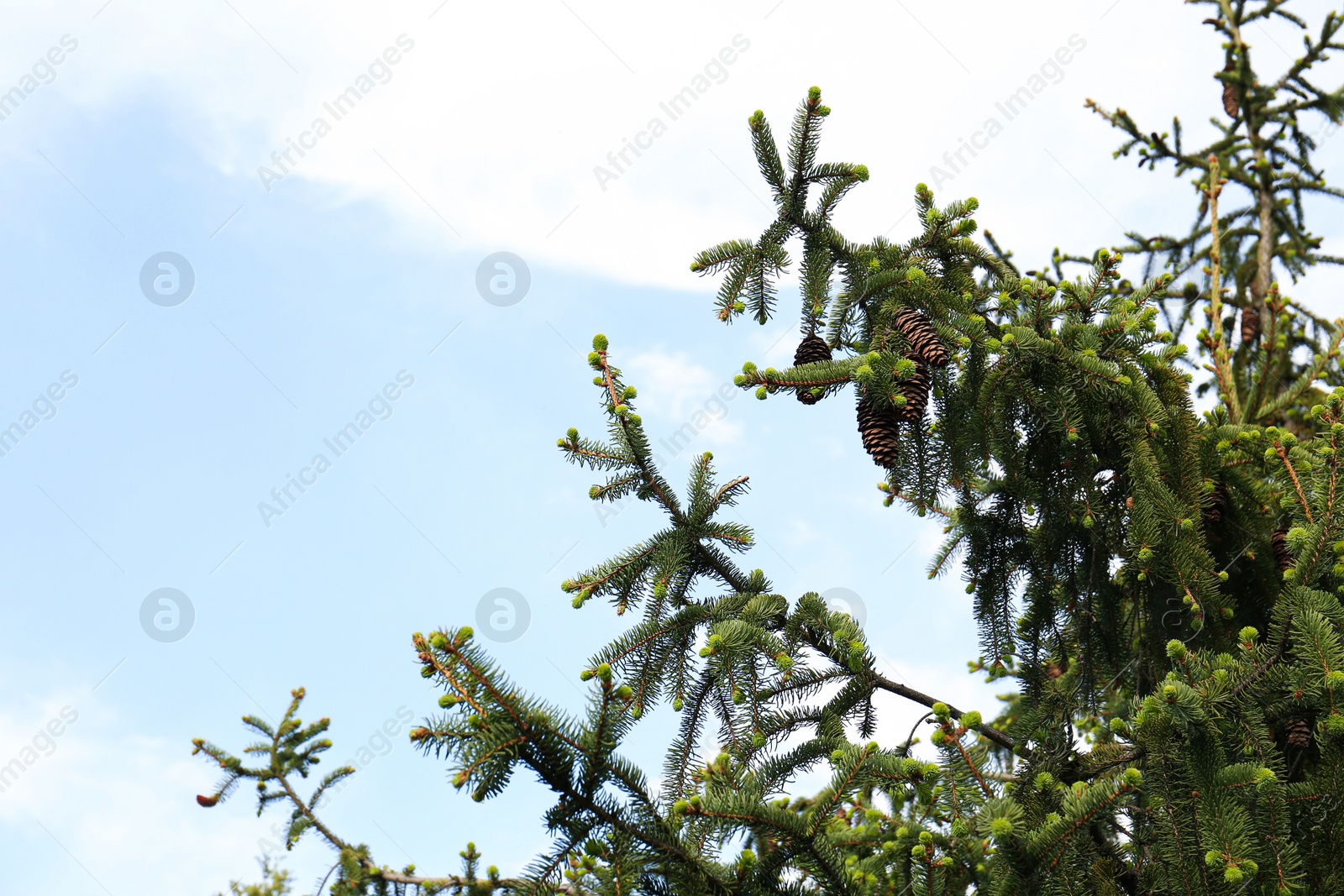 Photo of Beautiful branches of coniferous tree with cones against cloudy sky, closeup. Space for text