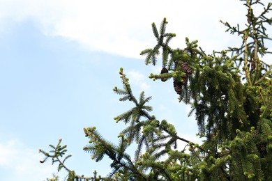 Beautiful branches of coniferous tree with cones against cloudy sky, closeup. Space for text