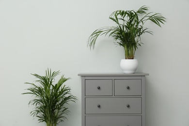 Exotic house plants and chest of drawers near grey wall