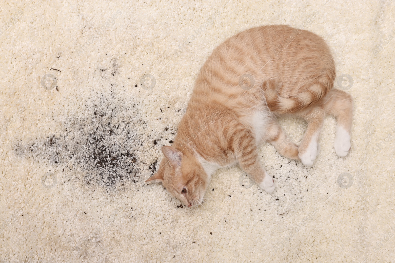 Photo of Cute ginger cat on carpet with scattered soil, top view