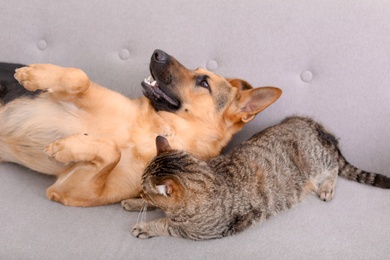 Adorable cat and dog resting together on sofa indoors. Animal friendship