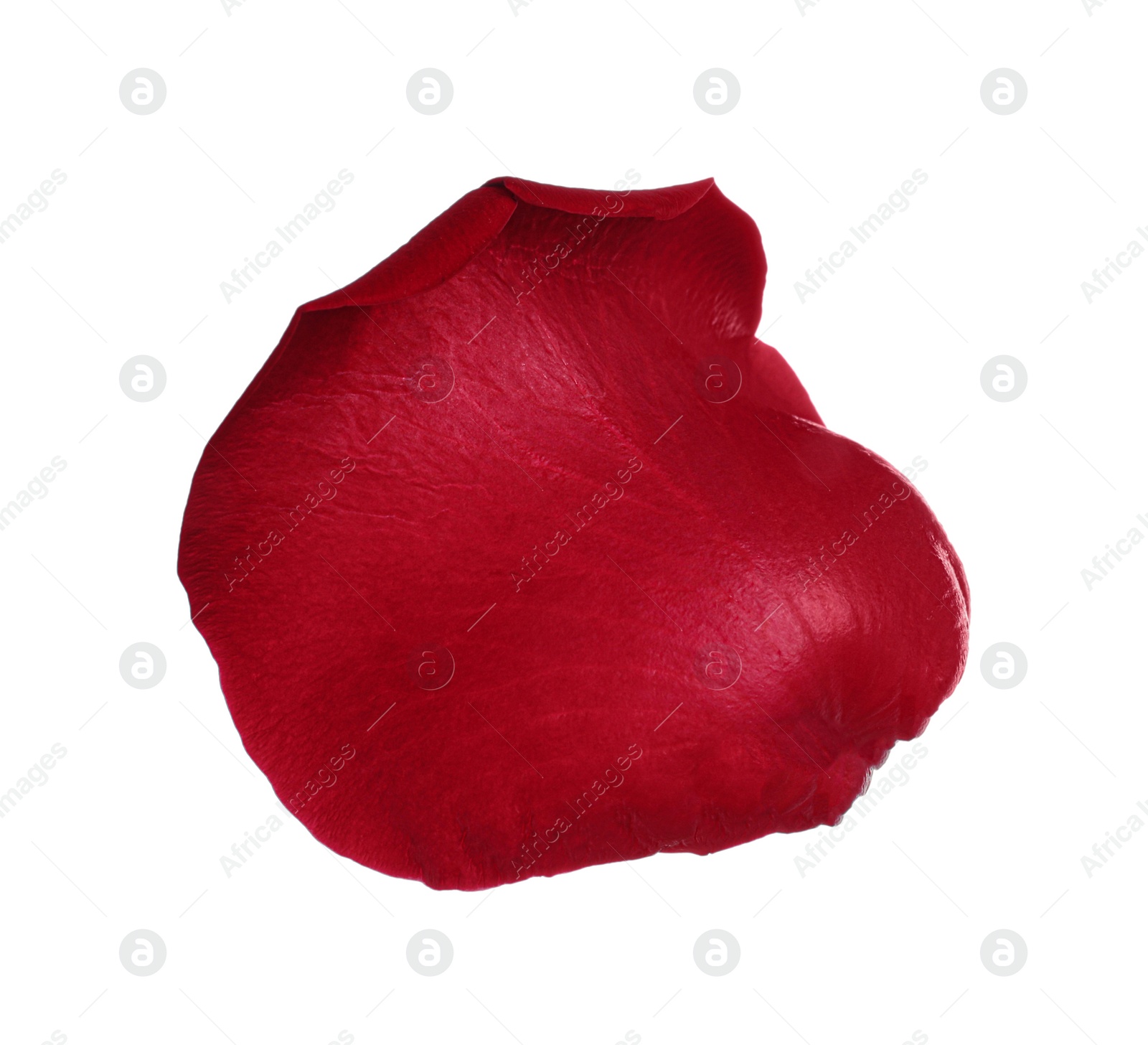 Photo of Red rose flower petal on white background