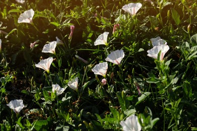 Beautiful white bindweed flowers growing in garden