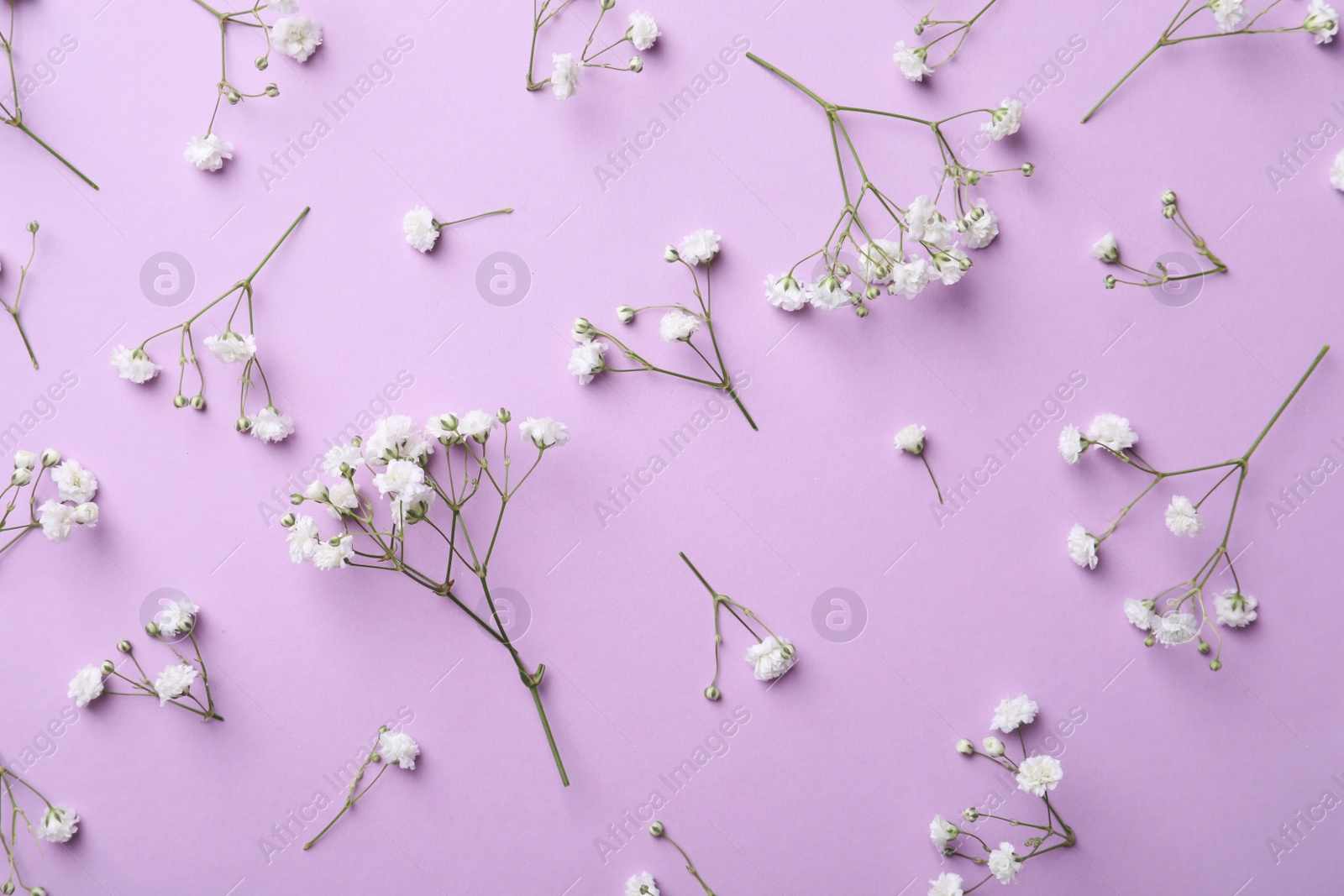 Photo of Beautiful gypsophila flowers on violet background, flat lay