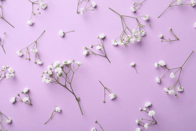 Beautiful gypsophila flowers on violet background, flat lay