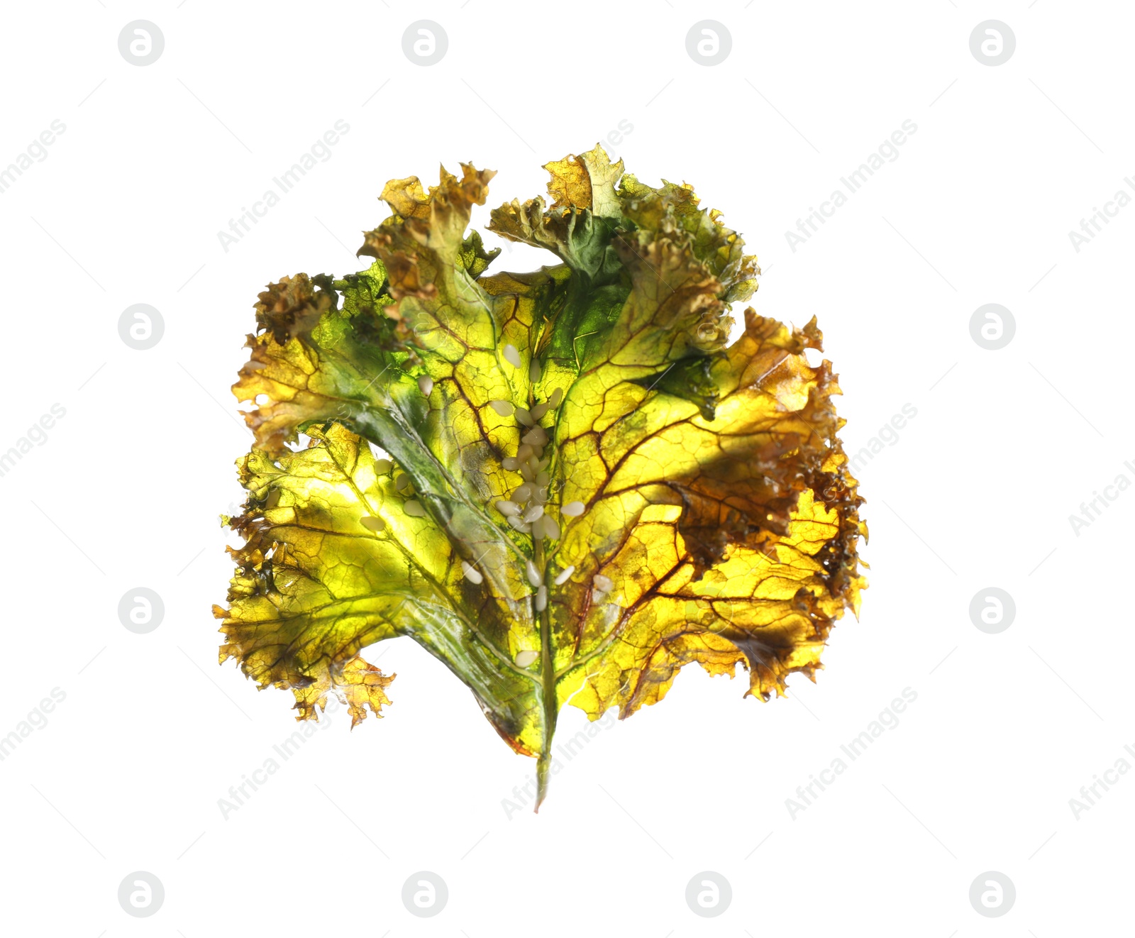 Photo of Tasty baked kale chip isolated on white