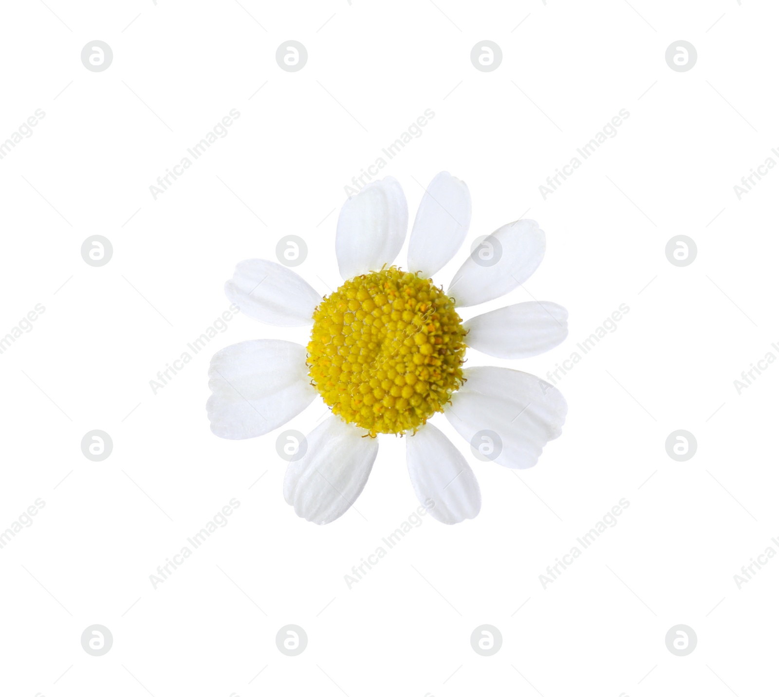 Photo of Beautiful small chamomile flower isolated on white