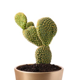 Photo of Beautiful green Opuntia cactus in ceramic pot on white background