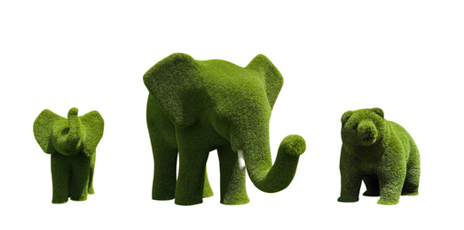 Image of Beautiful elephant and bear shaped topiaries isolated on white. Landscape gardening