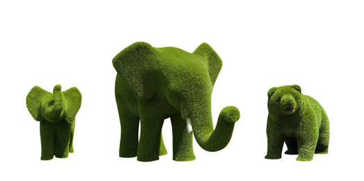 Beautiful elephant and bear shaped topiaries isolated on white. Landscape gardening