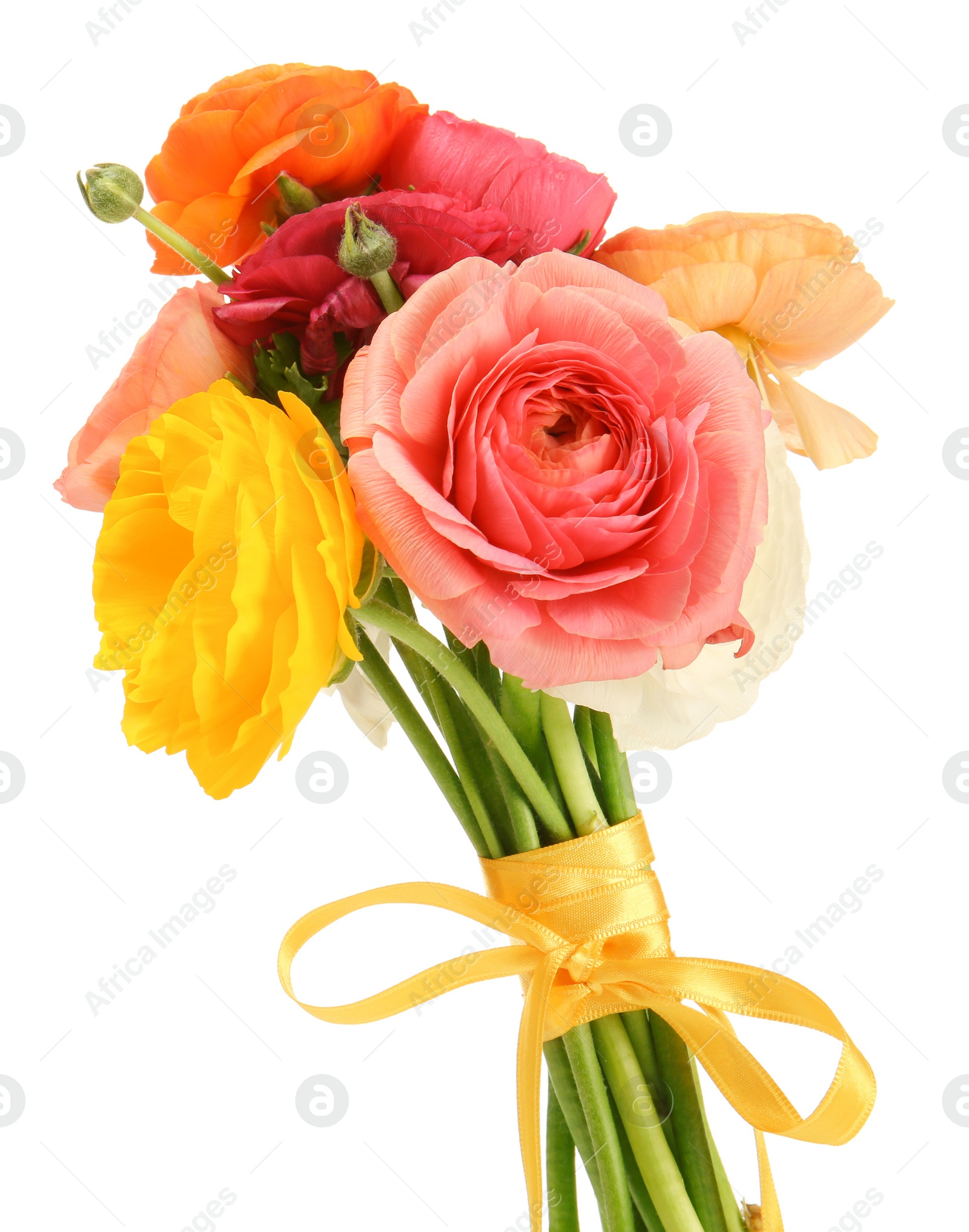 Photo of Beautiful ranunculus flowers on white background