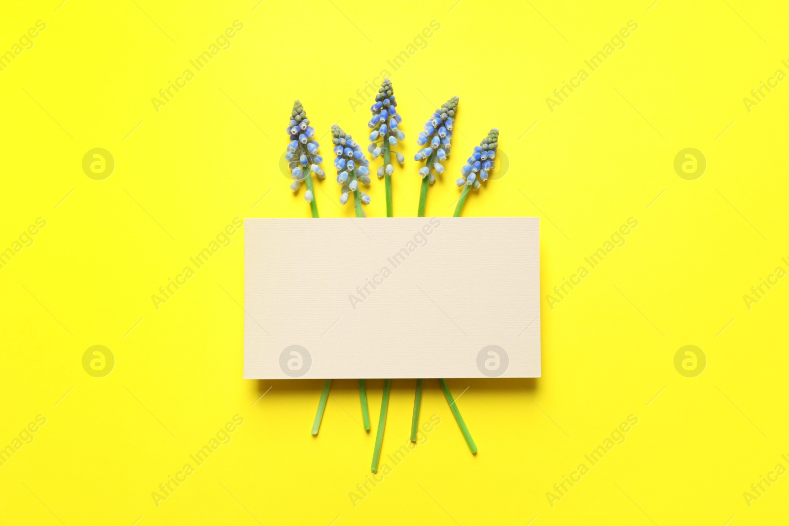 Photo of Flat lay composition with empty card and spring muscari flowers on color background. Space for text