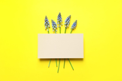 Photo of Flat lay composition with empty card and spring muscari flowers on color background. Space for text