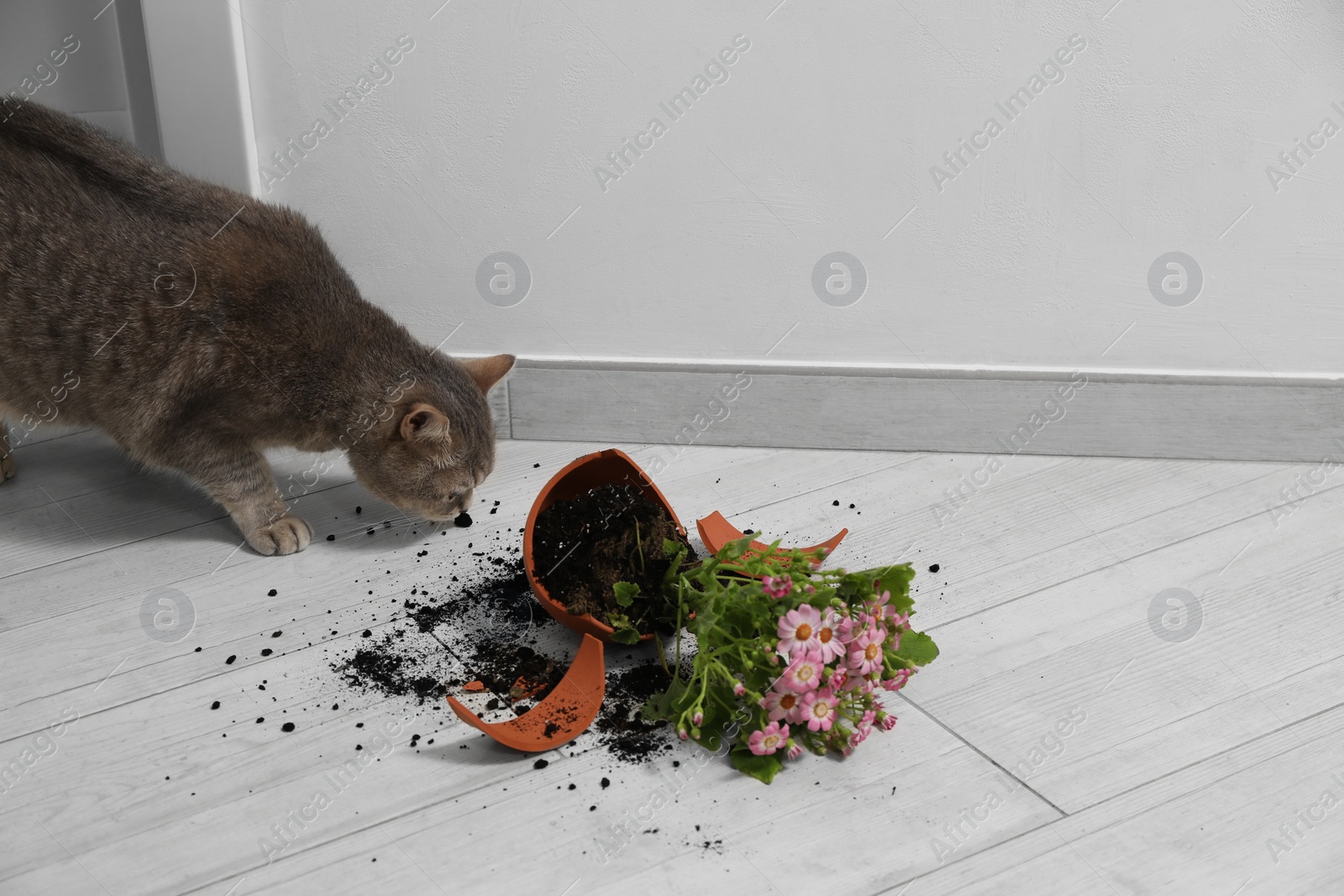 Photo of Cute cat and broken flower pot with cineraria plant on floor indoors. Space for text
