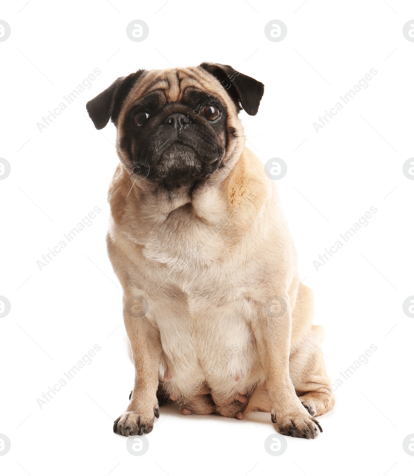 Photo of Happy cute pug dog isolated on white