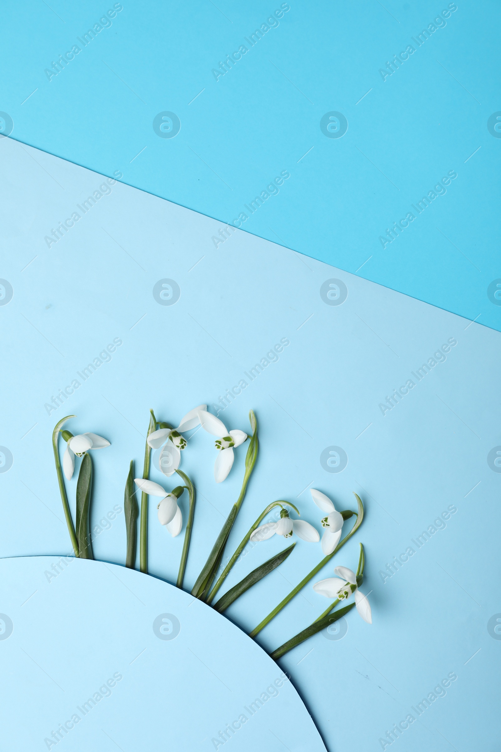 Photo of Beautiful snowdrops on light blue background, flat lay. Space for text