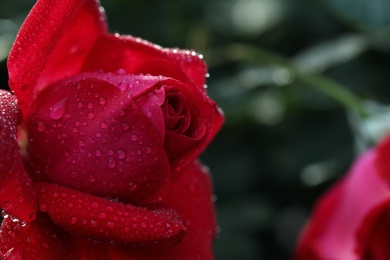 Photo of Closeup view of beautiful blooming rose against blurred background, space for text