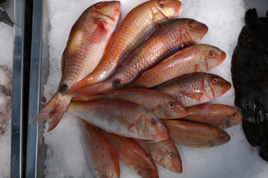 Photo of Fresh fish on ice in supermarket, top view