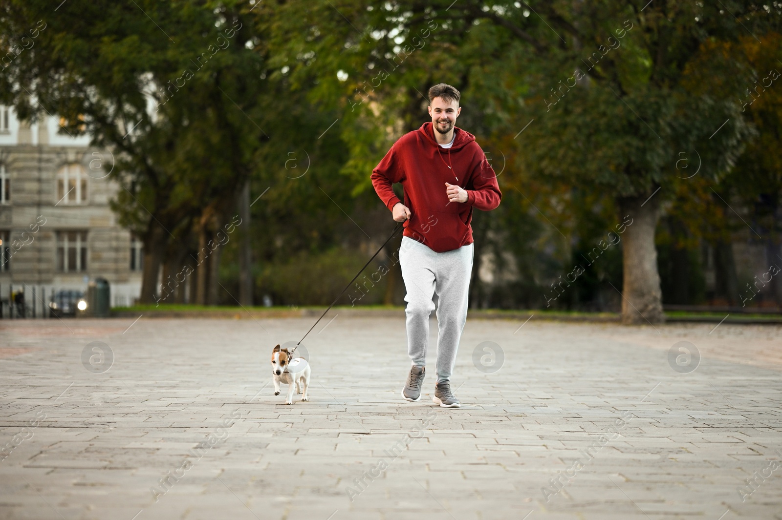 Photo of Man running with adorable Jack Russell Terrier on city street. Dog walking