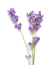 Photo of Beautiful blooming lavender flowers on white background