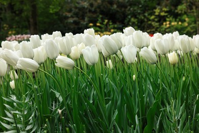 Many beautiful white tulip flowers growing outdoors. Spring season