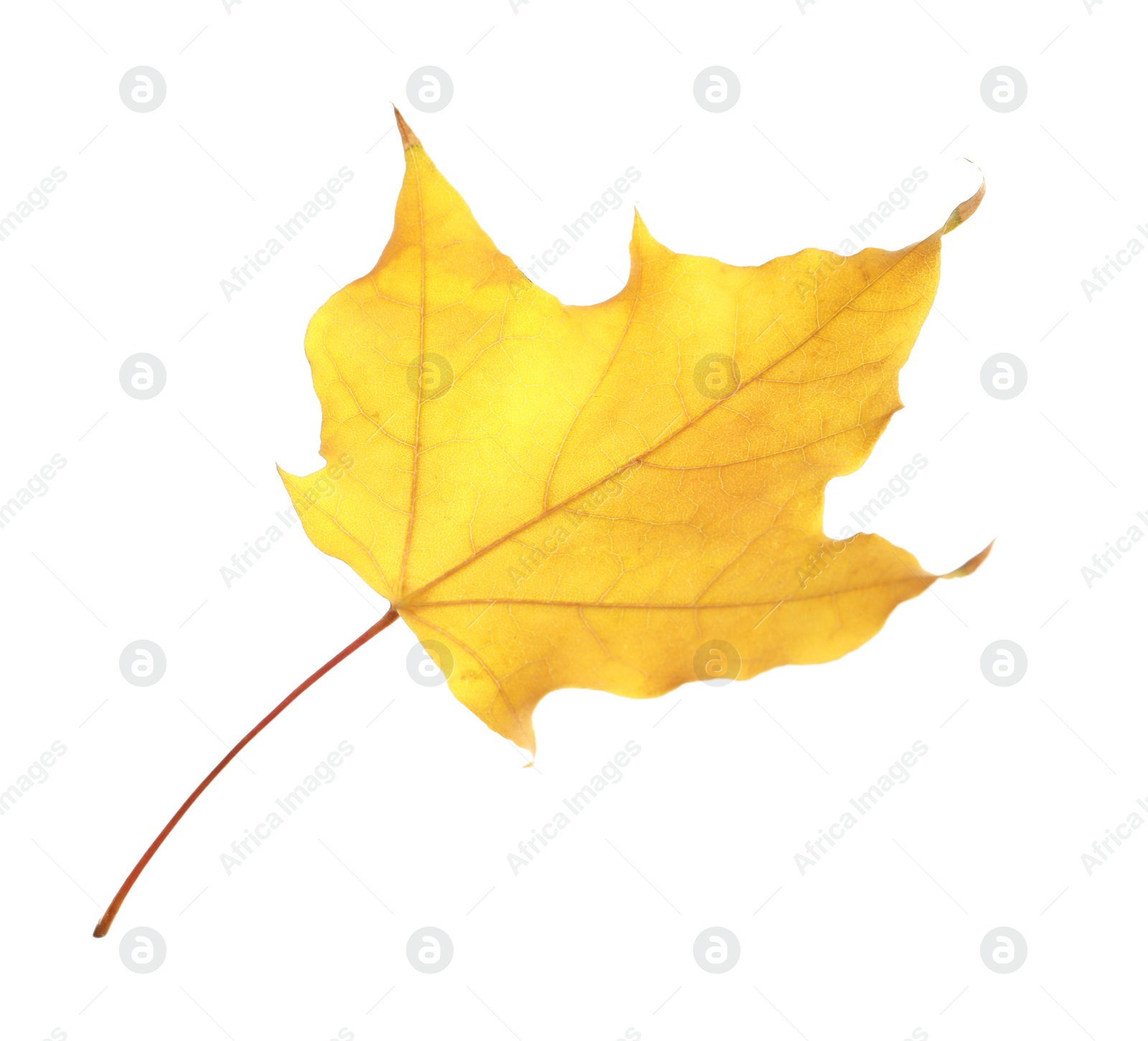 Photo of Beautiful autumn leaf on white background. Fall foliage