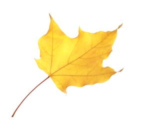 Beautiful autumn leaf on white background. Fall foliage