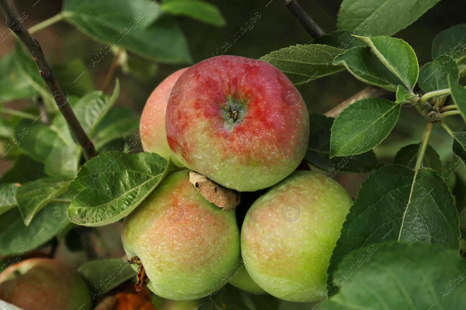 Photo of Apples and leaves on tree branch in garden, closeup