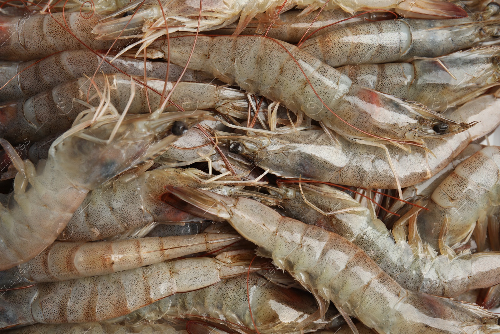 Photo of Fresh raw shrimps as background, top view