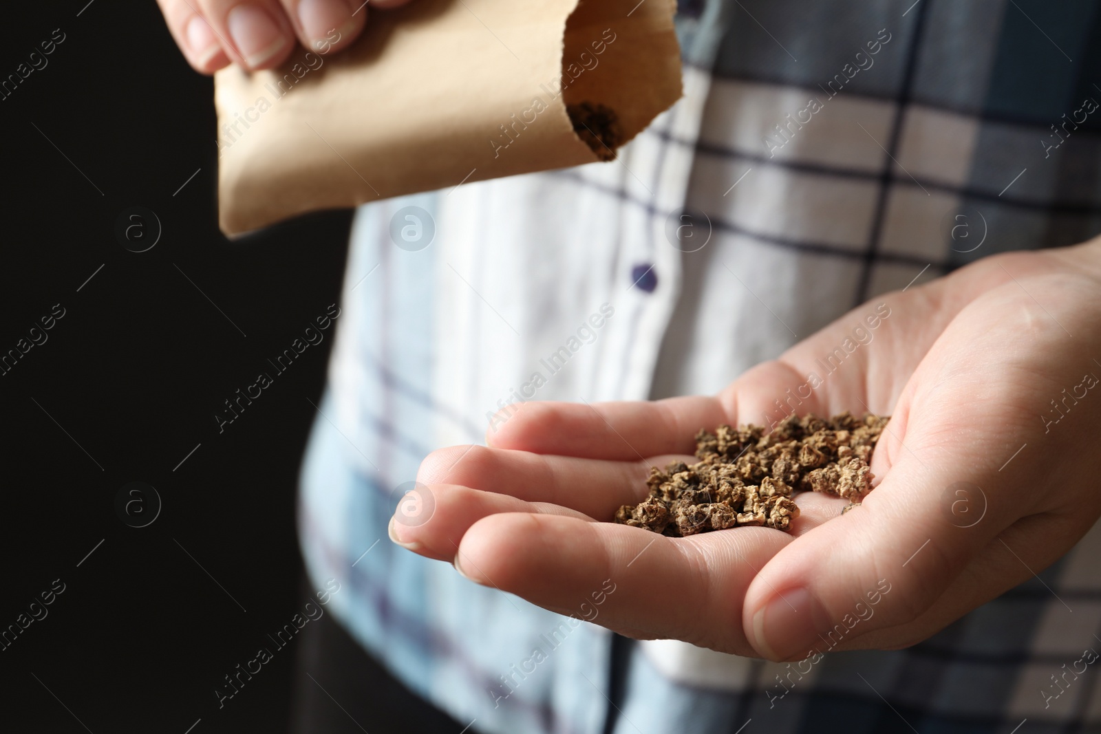 Photo of Woman pouring beet seeds from paper bag into hand on black background, closeup. Vegetable planting