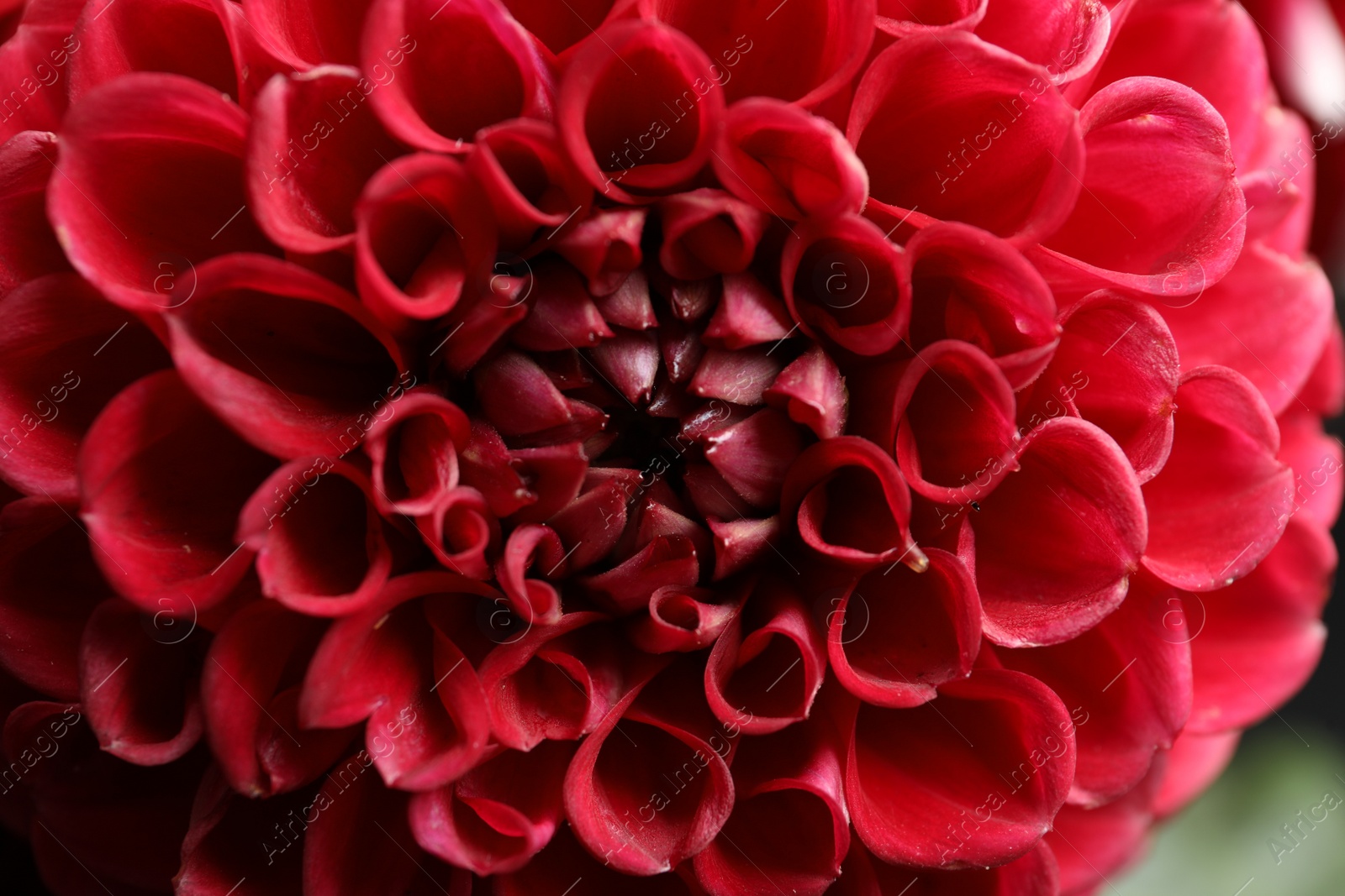 Photo of Beautiful red dahlia flower as background, closeup