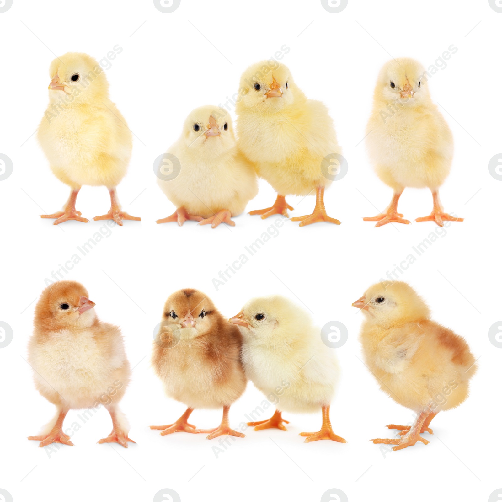 Image of Collage with small cute baby chickens isolated on white