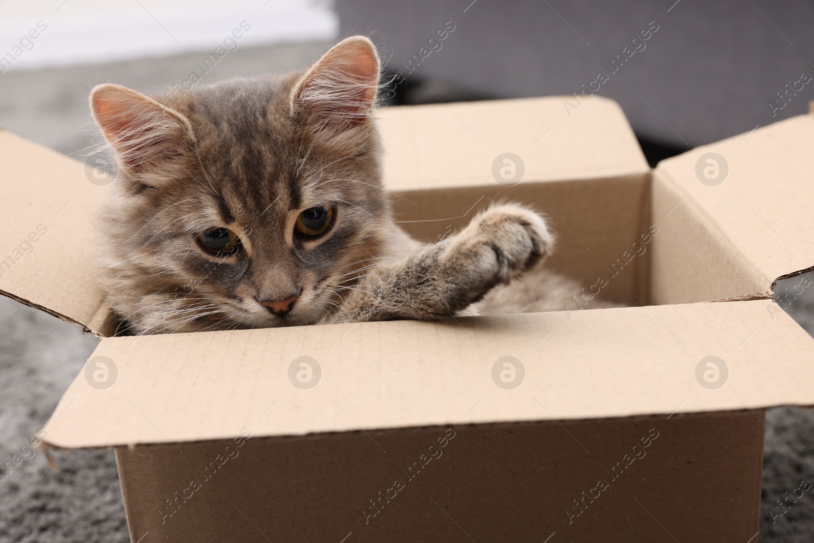 Photo of Cute fluffy cat in cardboard box indoors, closeup