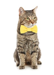 Image of Adorable tabby cat with yellow bow tie on white background