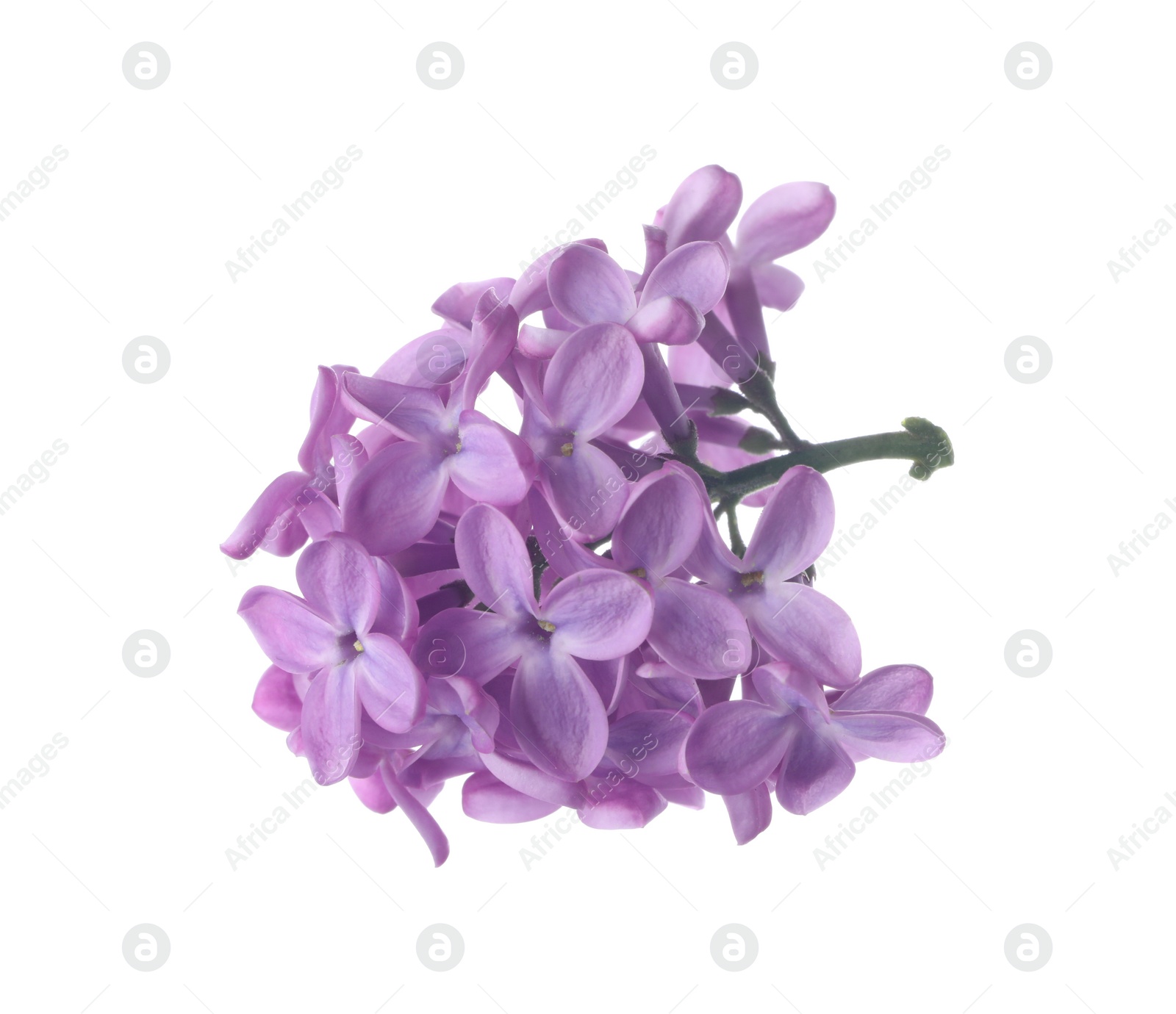 Photo of Beautiful violet lilac blossom isolated on white