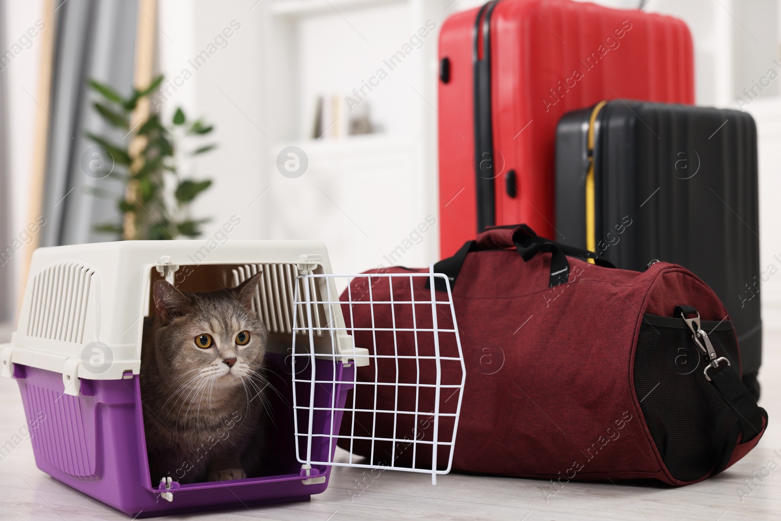 Photo of Travel with pet. Cute cat in carrier and bag at home