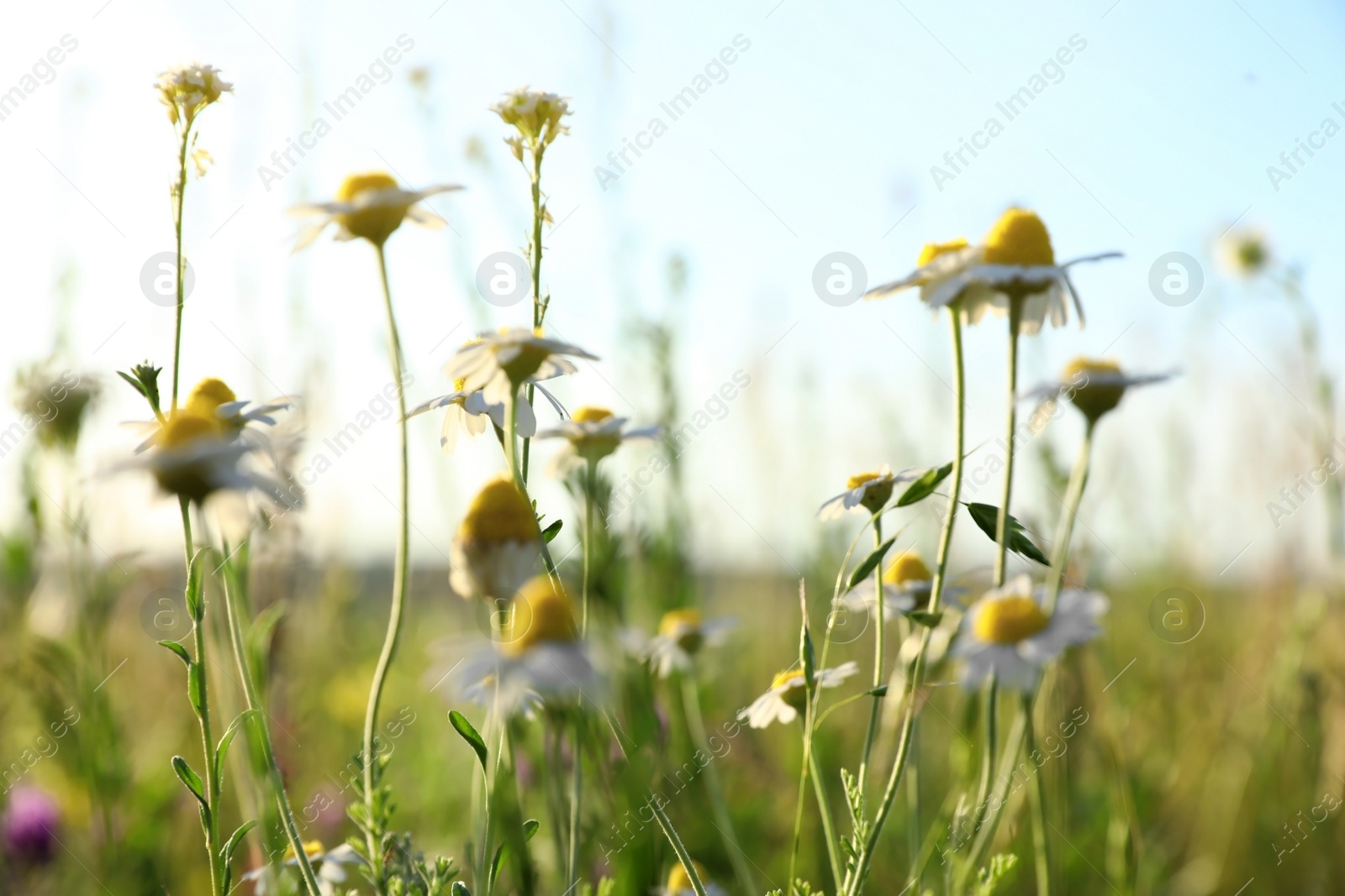 Photo of Beautiful wild flowers outdoors. Amazing nature in summer