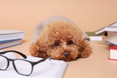 Cute Maltipoo dog in knitted sweater surrounded by many books on beige background